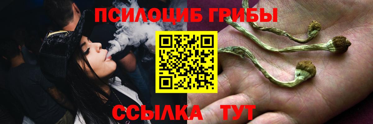 Галлюциногенные грибы Psilocybe Великий Устюг